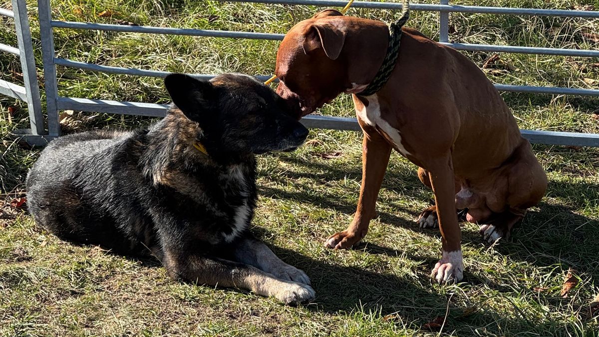 Po dalším útoku psů zůstaly v ohradě v Brně zkrvavené březí ovce